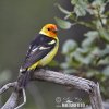 Tangara aliblanca migratoria