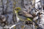 Tangara aliblanca migratoria