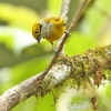 Tangara icterocephala