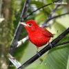 Tángara roja migratoria