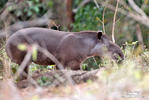 Tapir amazònic