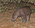 Tapirus terrestris