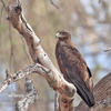 Tawny Eagle