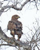 Tawny Eagle