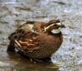 Tawny-faced Quail