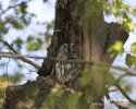 Tawny Owl