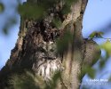 Tawny Owl