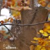 Tawny Owl