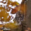 Tawny Owl