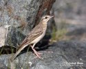 Tawny pipit