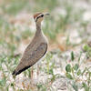 Temminck´s Courser