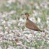 Temminck´s Courser