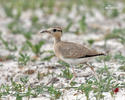 Temminck´s Courser