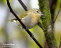 Tennessee Warbler