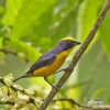 Thick-billed Euphonia