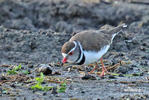 Three-banded Plover