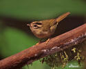 Three-striped Warbler