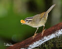 Three-striped Warbler