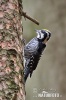 Three-toed Woodpecker