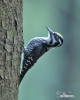 Three-toed Woodpecker