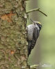 Three-toed Woodpecker