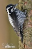 Three-toed Woodpecker