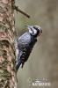 Three-toed Woodpecker