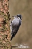 Three-toed Woodpecker