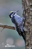 Three-toed Woodpecker