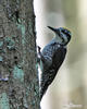 Three-toed Woodpecker