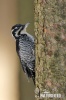 Three-toed Woodpecker