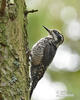 Three-toed Woodpecker