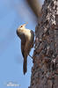 Thrush-like Wren