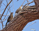 Thrush-like Wren