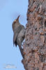 Thrush-like Wren