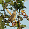 Thrush-like Wren