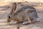 Thỏ đuôi bông sa mạc