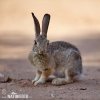 Thỏ đuôi bông sa mạc