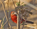 Tooth-billed Tanager