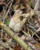 Torcecuello