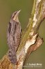 Torcecuello