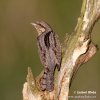 Torcicollo eurasiatico