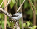 Torrent Tyrannulet