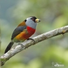 Toucan Barbet