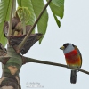 Toucan Barbet
