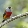 Toucan Barbet