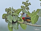 Toucan Barbet