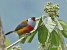 Toucan Barbet