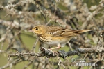 Tree Pipit