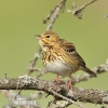 Tree Pipit